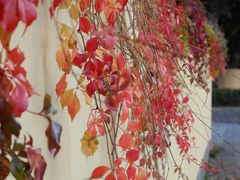 Herbstmauer