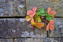 Herbstmauerbeerchen