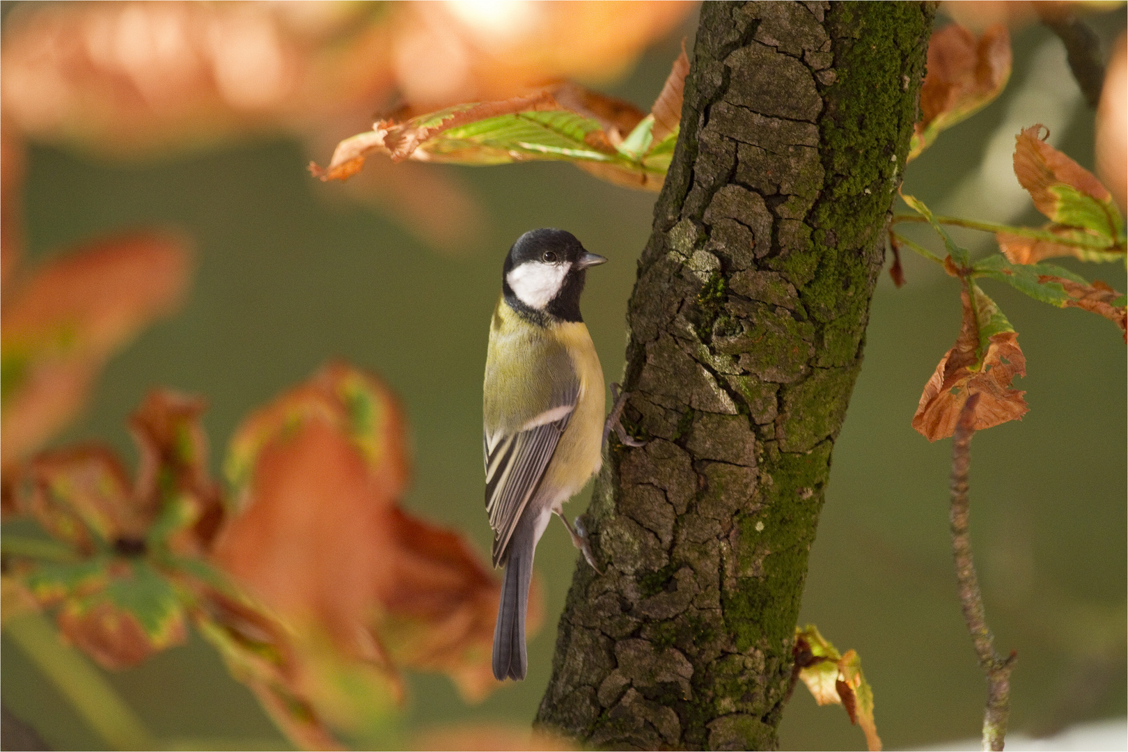 Herbstmeise...