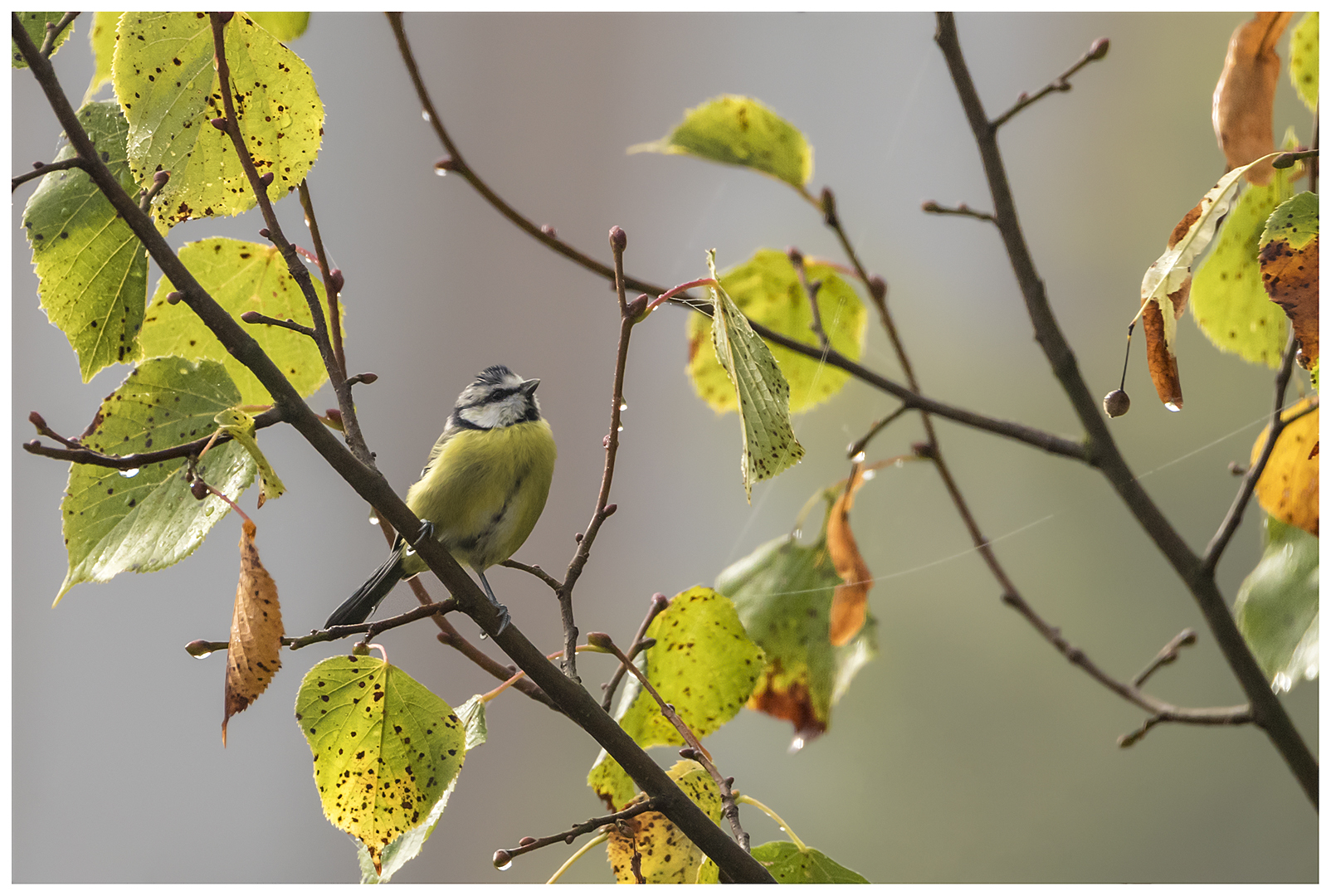 Herbstmeise