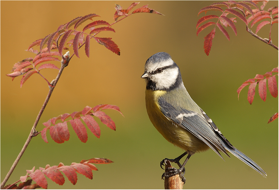 Herbstmeise