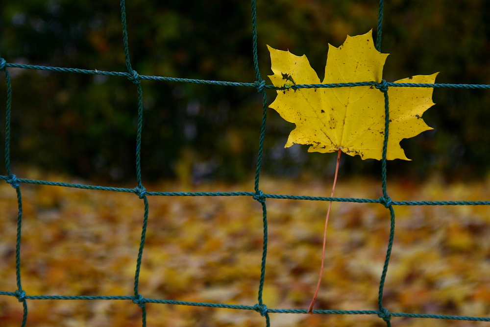 Herbstmeister (3) - gehalten !