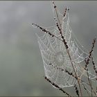 Herbstmelancholie