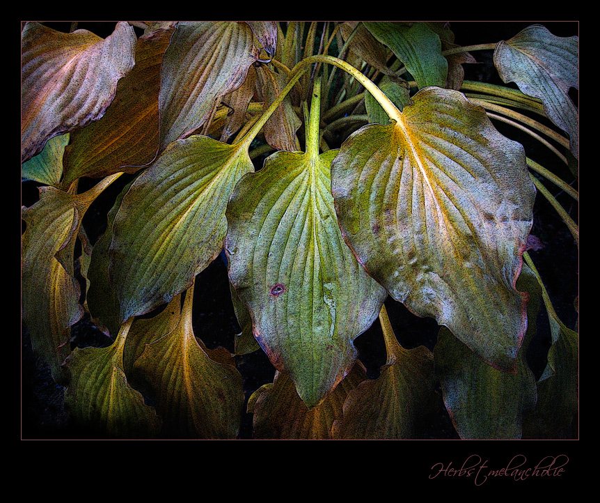 Herbstmelancholie...