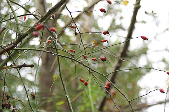 Herbstmelancholie