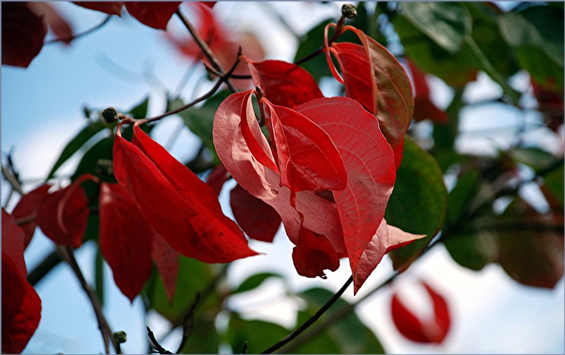 Herbstmelange