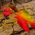 Herbstmelodie - 2 - 