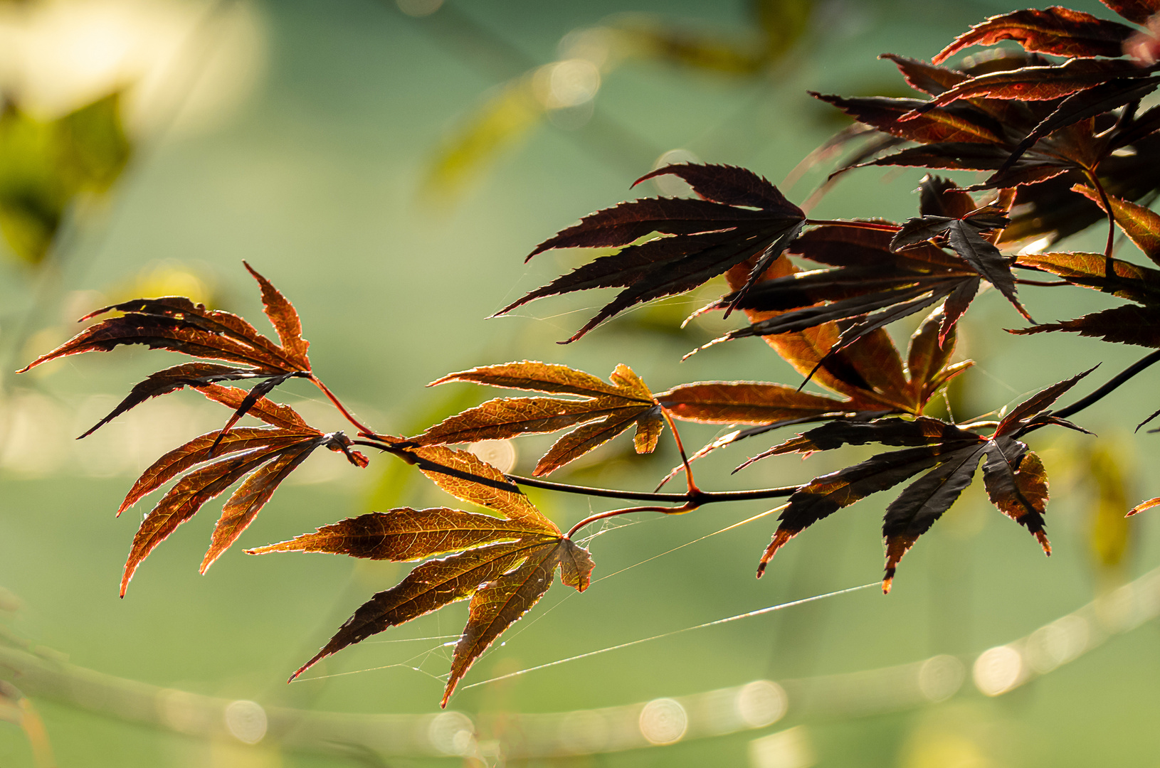  Herbstmelodie