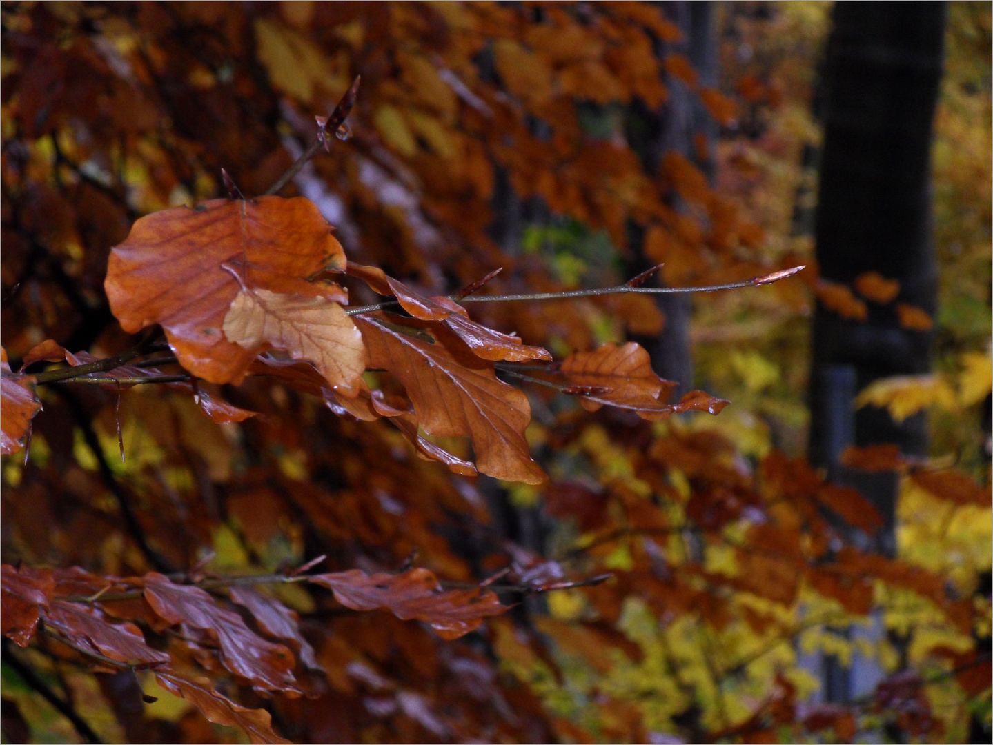 Herbstmelodie....