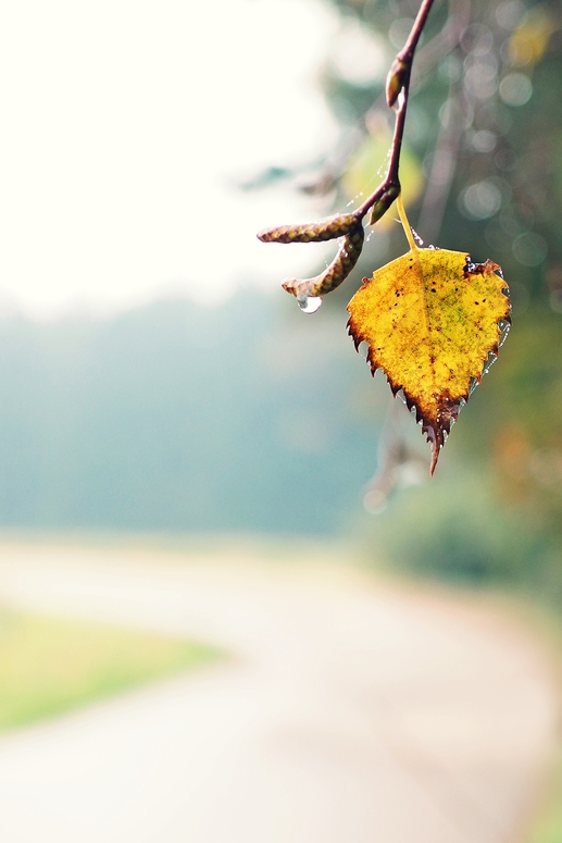 Herbstmelodie