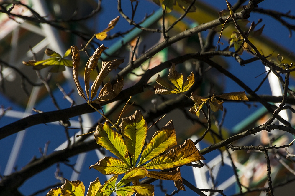 Herbstmesse Basel 2013-17