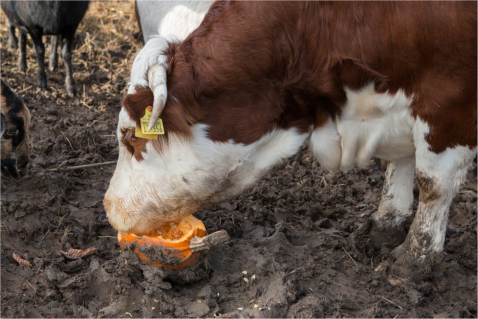 Herbstmilch 