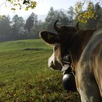 Herbstmilchmacherin