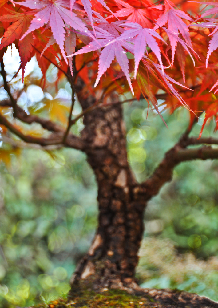 HerbstMini