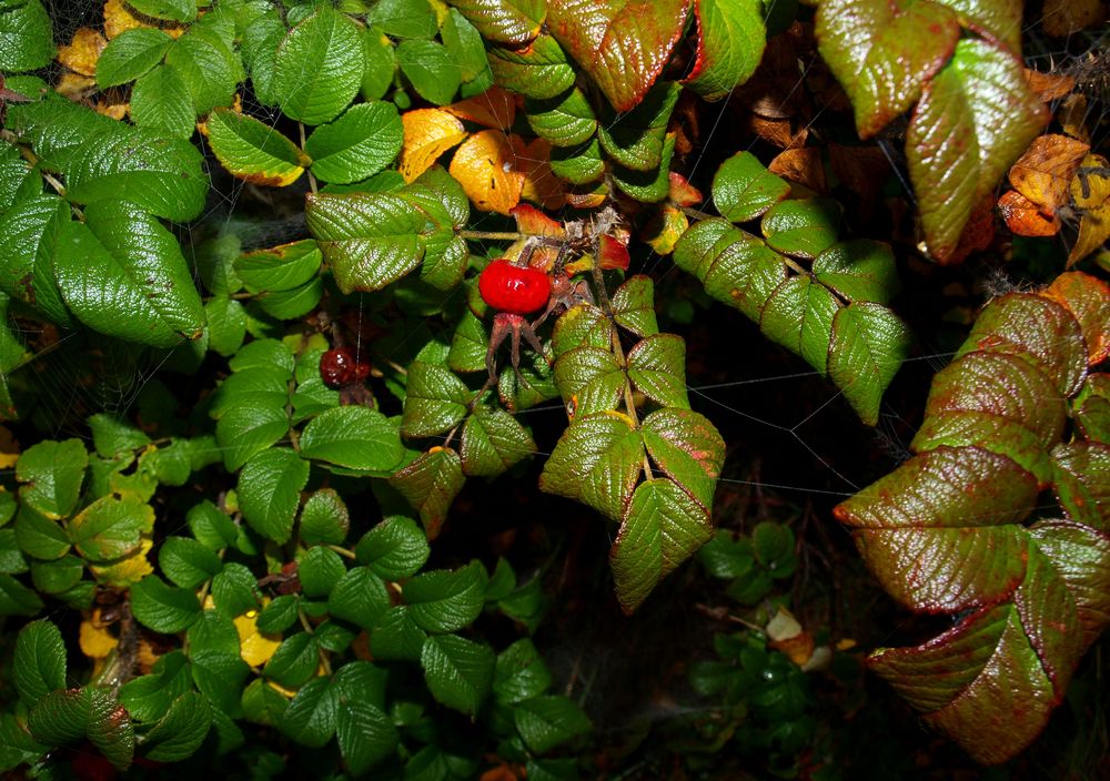 Herbstmischung