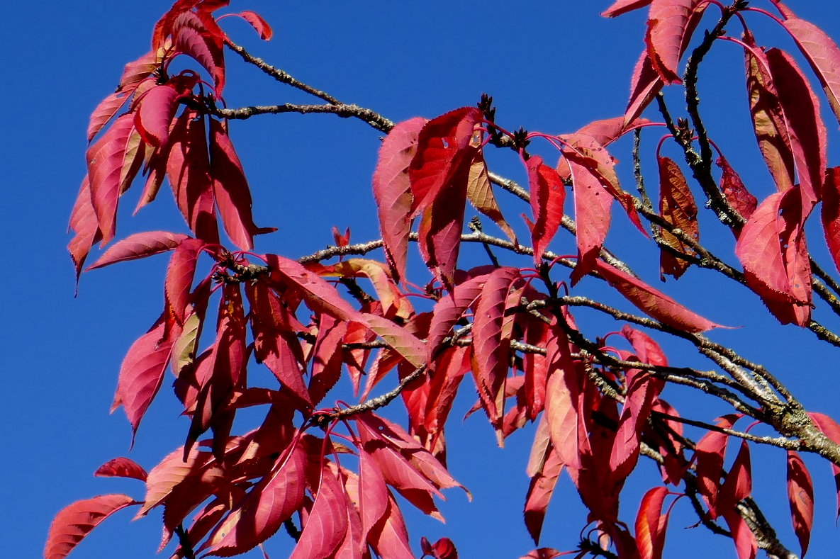 Herbstmittag