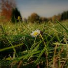 ... Herbstmittwochsgänseblümchen...