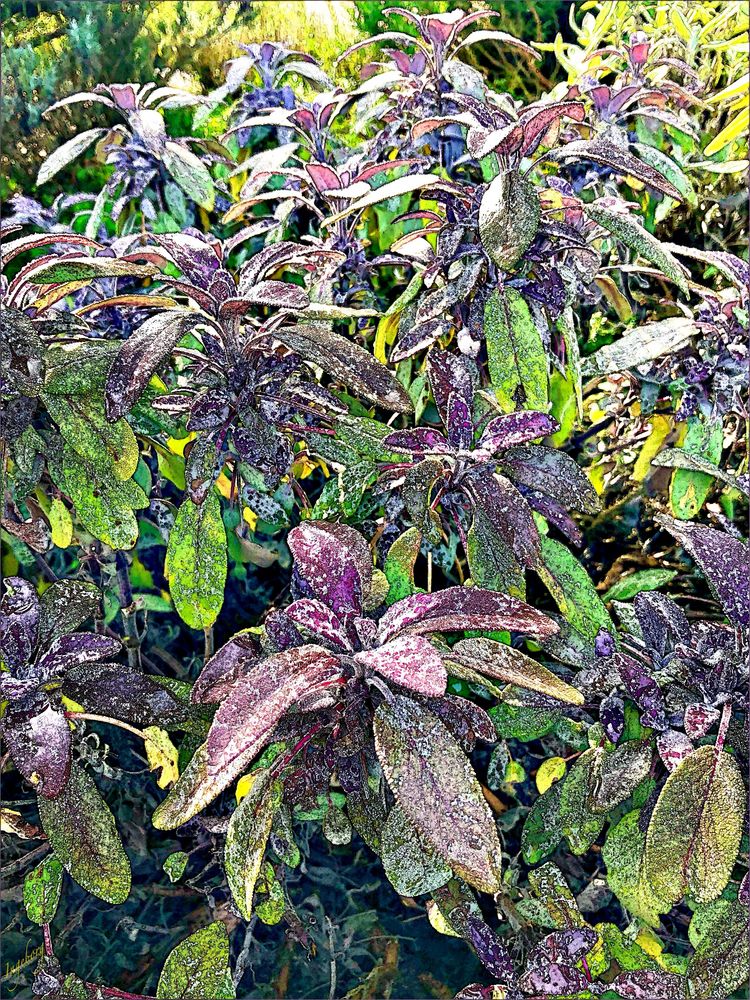 = Herbstmode der Salvia Officinalis =