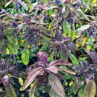 = Herbstmode der Salvia Officinalis =