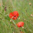 Herbstmohn