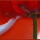 herbstmohn #2