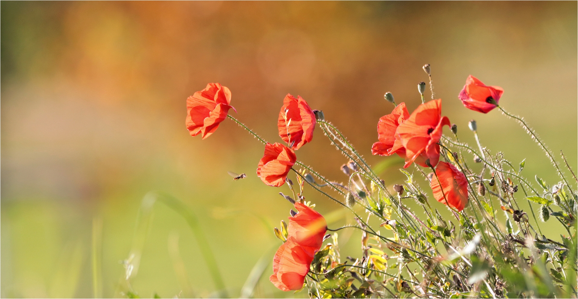 HERBSTMOHN