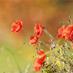 HERBSTMOHN