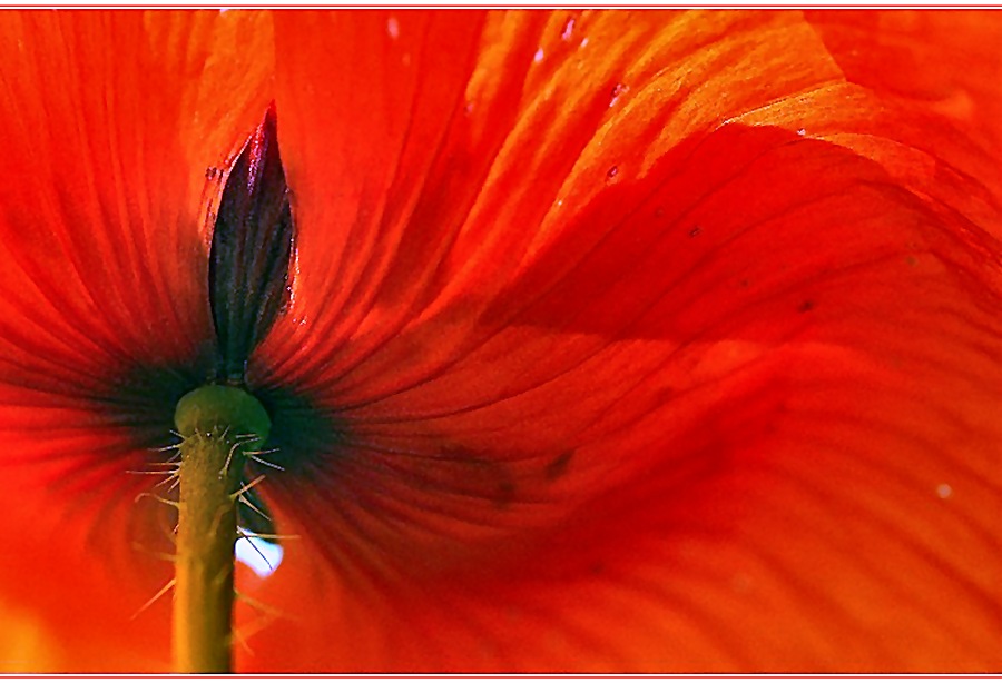 herbstmohn