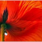 herbstmohn