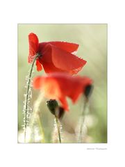 Herbstmohn...