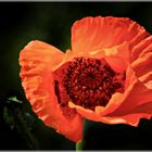 Herbstmohn