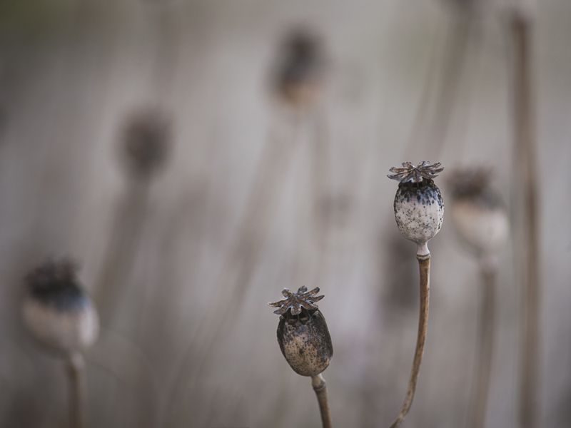 Herbstmohn