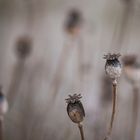 Herbstmohn