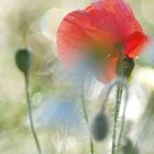 Herbstmohn