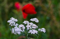 Herbstmohn