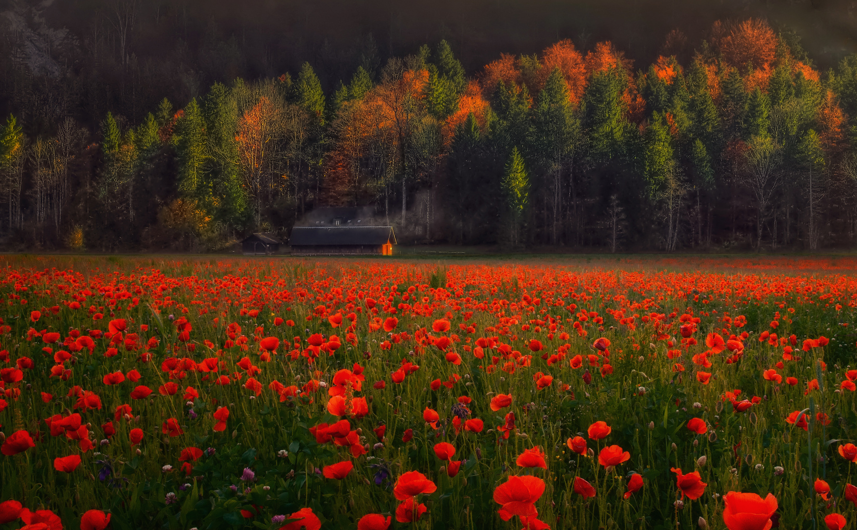 Herbstmohn