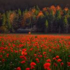 Herbstmohn