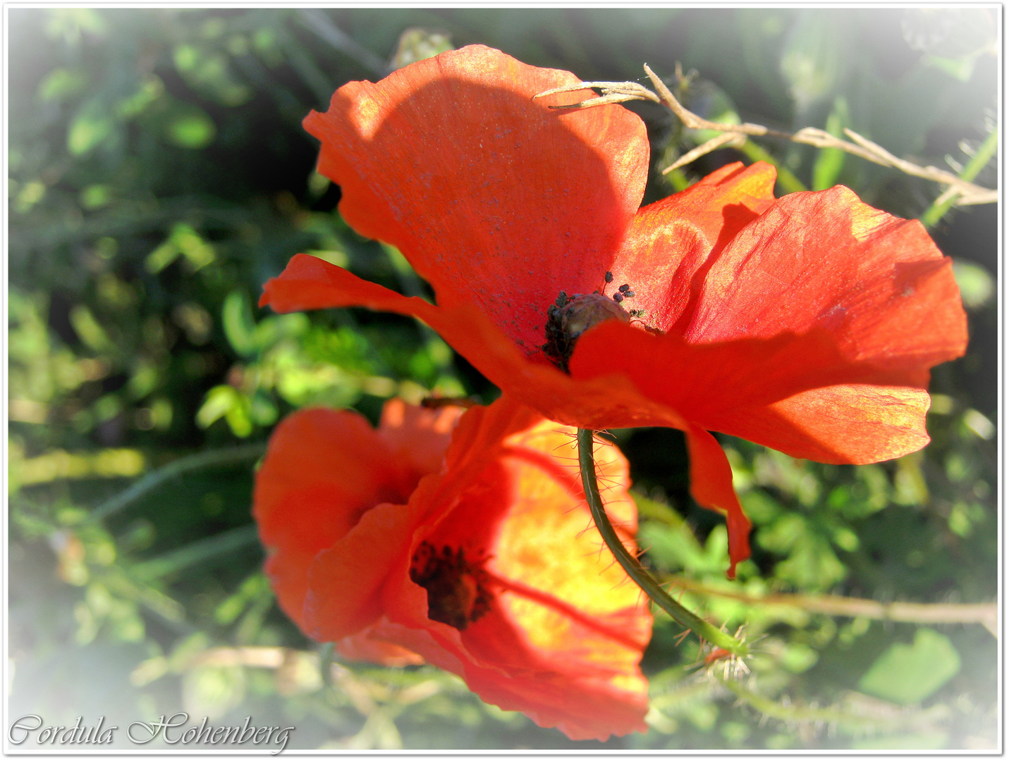 Herbstmohn