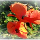 Herbstmohn