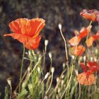 Herbstmohn