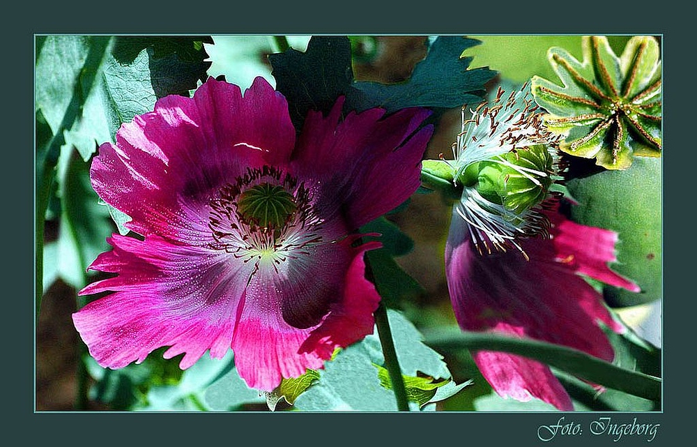 Herbstmohn