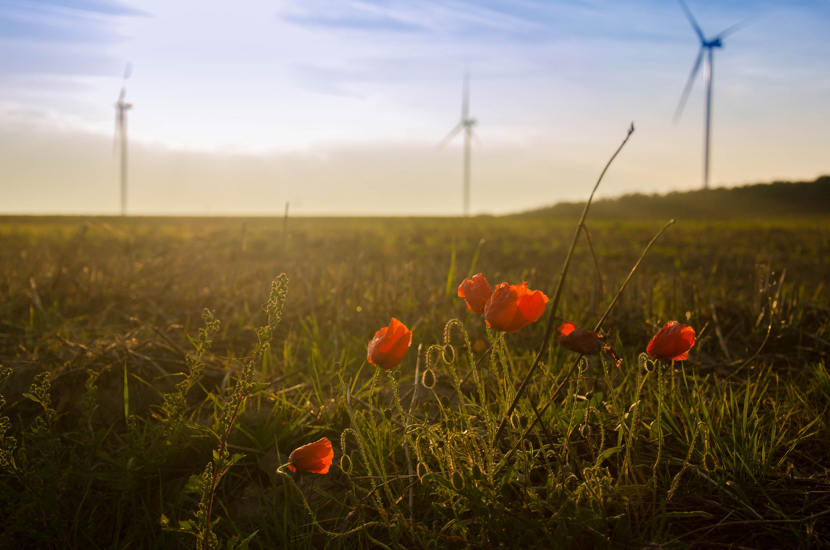 Herbstmohn