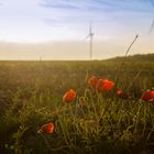 Herbstmohn