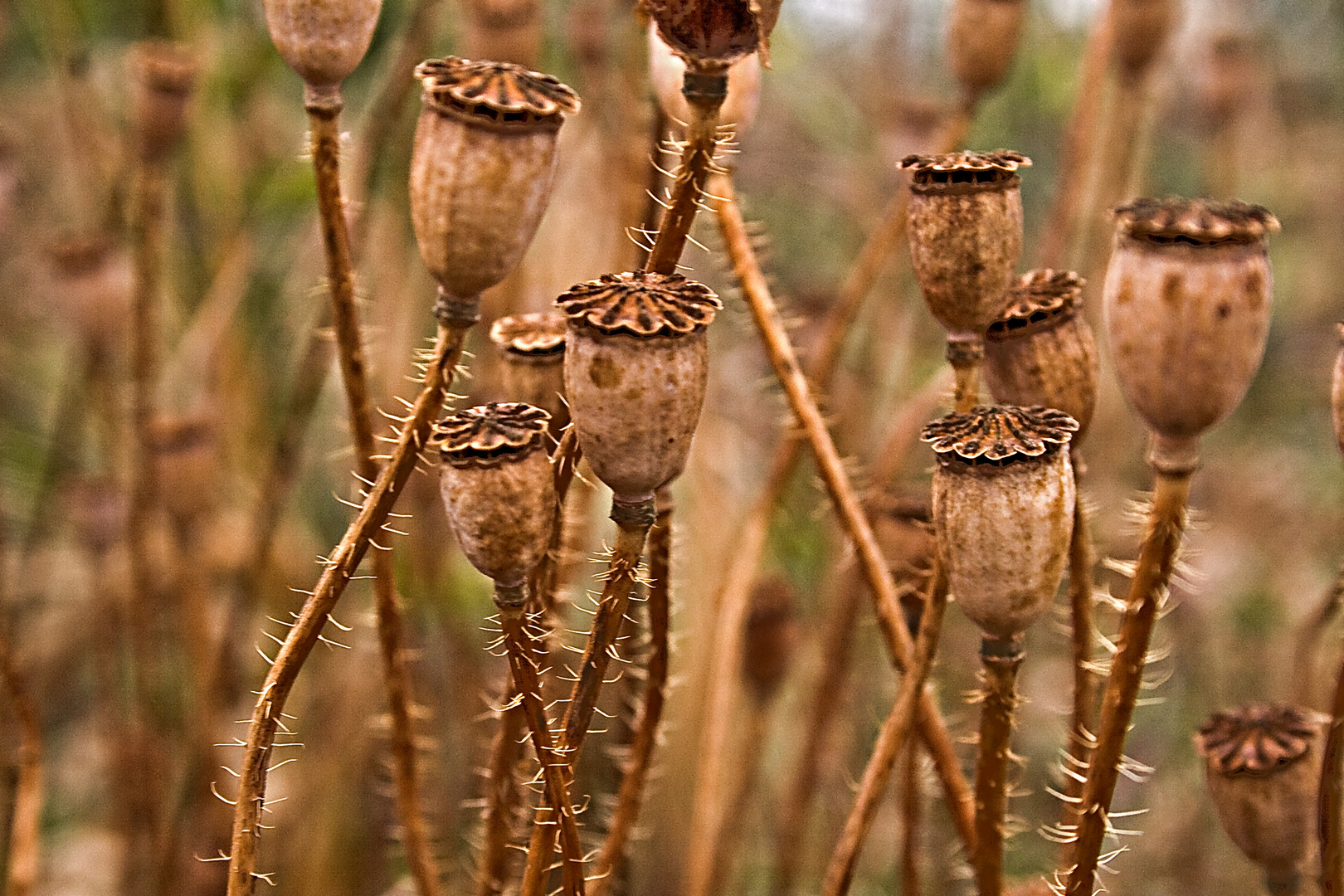 herbstmohn I