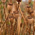 herbstmohn I