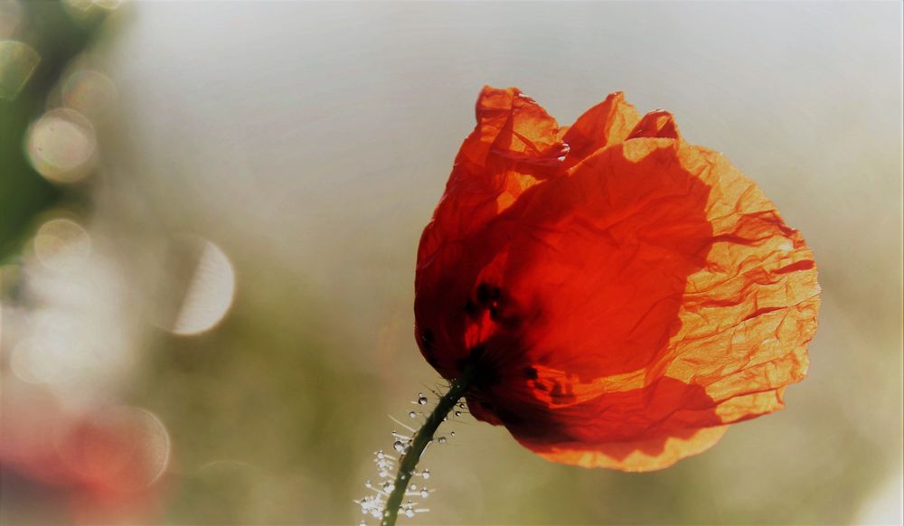 Herbstmohnblüte