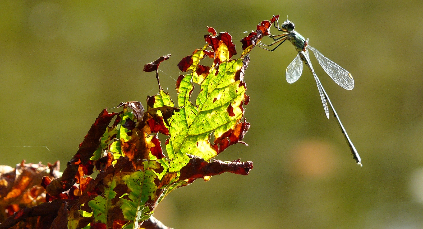 Herbstmoment