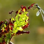 Herbstmoment