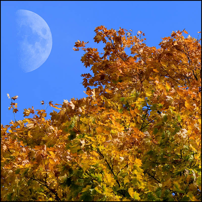 Herbstmond