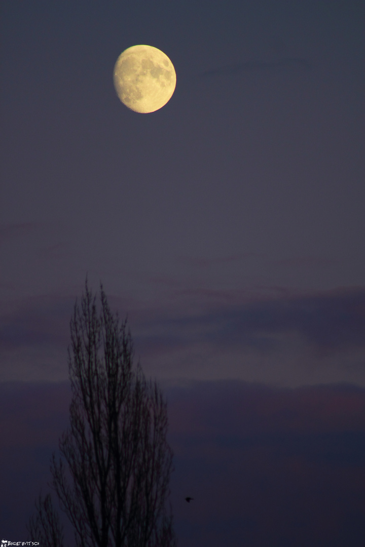 Herbstmond